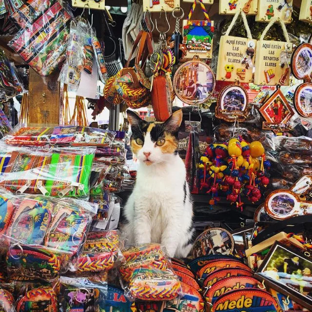 course-image_cat.jpg