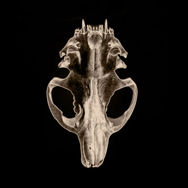 course-image_skull-sab.jpg