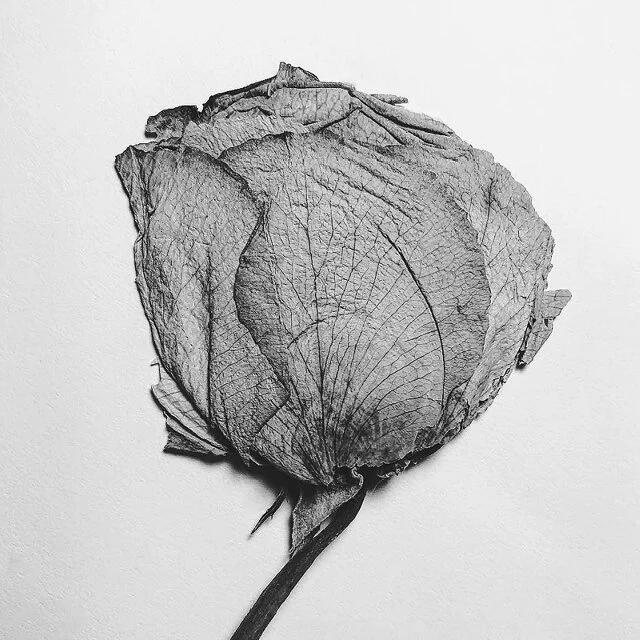 course-image_flat-rose.jpg