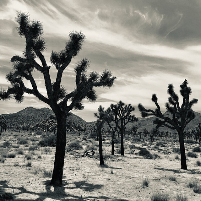 Black &amp; White Mural Printing / Weekend Workshop / February 22 &amp; 23