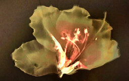 cover-image_lumen-printing-july-2020.jpg