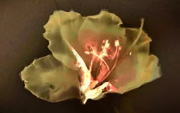 cover-image_lumen-printing-july-2020.jpg