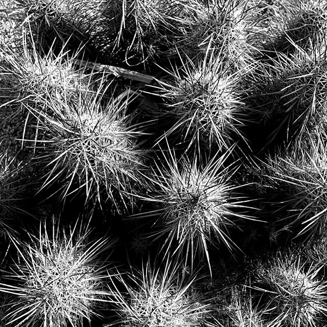course-image_bw-digital-photography-aug-2020-5.jpg