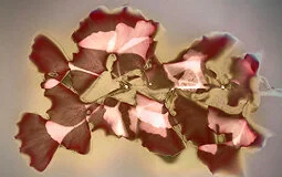 cover-image_lumen-printing-oct-2020.jpg