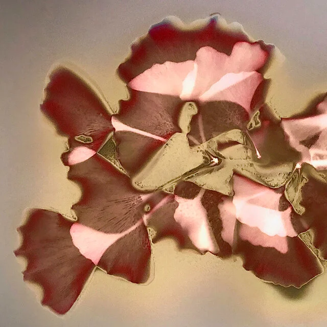 Lumen Printing / October / Online Class / PST