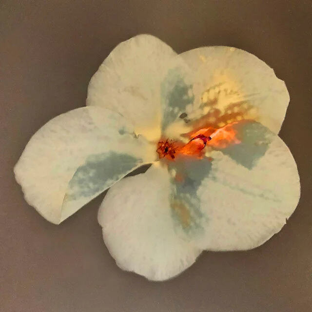 Lumen Printing / January 2021 / Online Class / PST