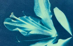 cover-image_cyanotypes-april-2021.jpg
