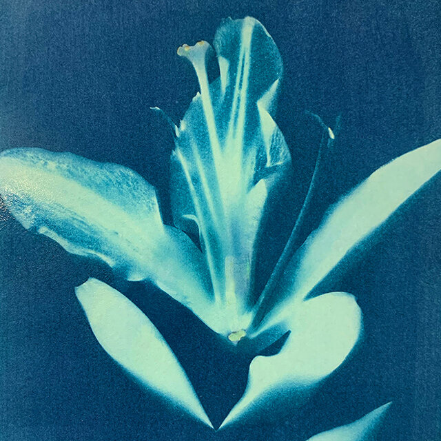 course-image_cyanotypes-april-2021-1.jpg