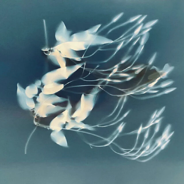 CyanoLumens / May / Online Classes 