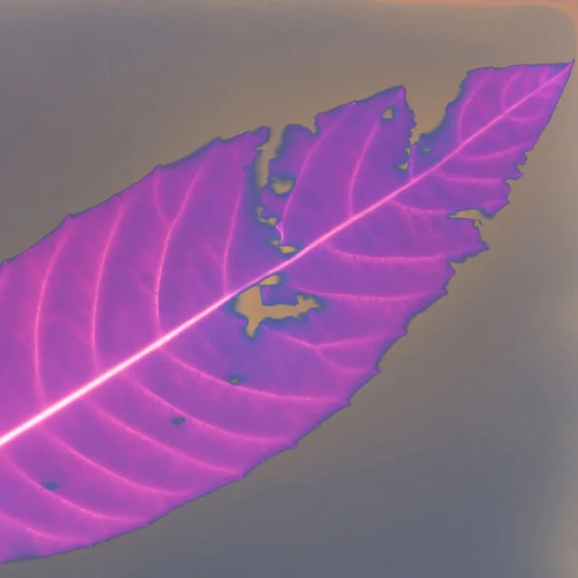 Lumen Printing / June / Online Classes