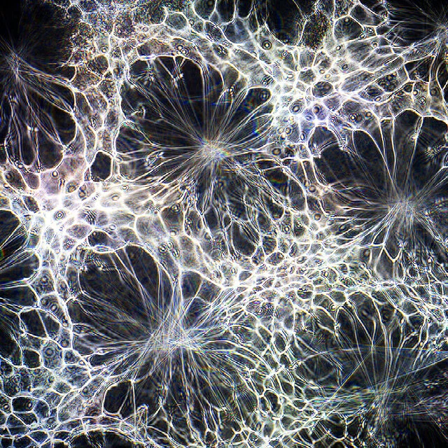 Refractographs / June / Online Classes