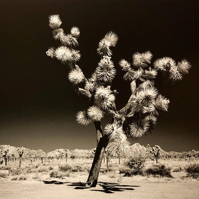 Creating a Portfolio / August