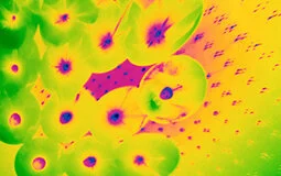 cover-image_lasergrams_nov-2021.jpg