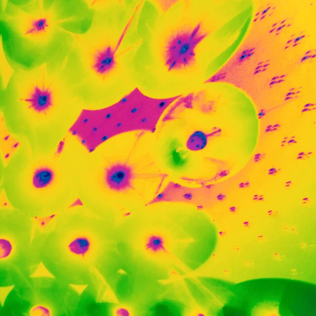 Lasergrams / November / Online Class