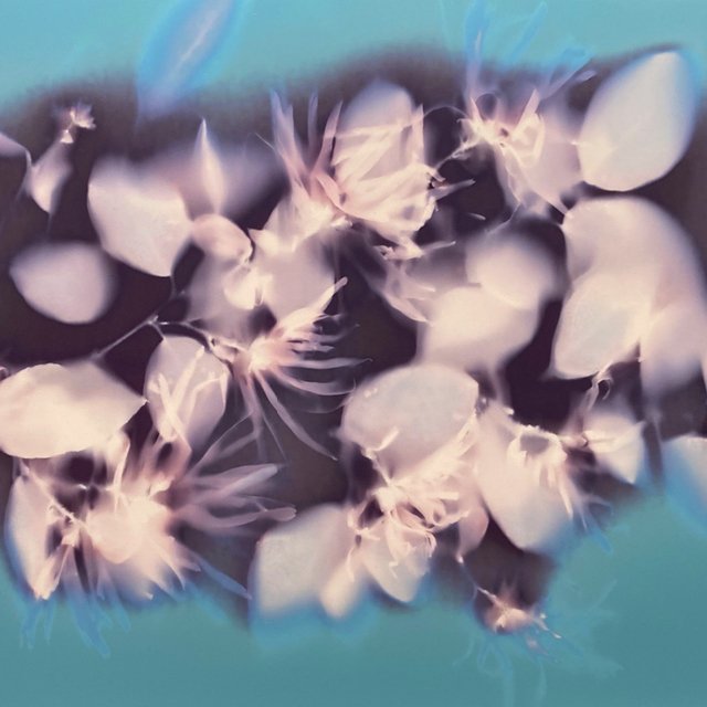 Lumen Printing / March / Online Class
