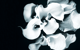 cover-image_film-forever-june-2022.png