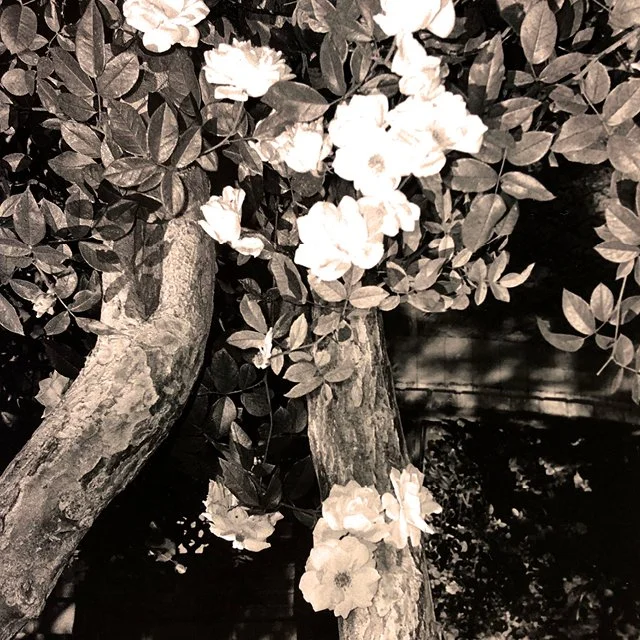 course-image_film-forever_jan-2023-4.jpg
