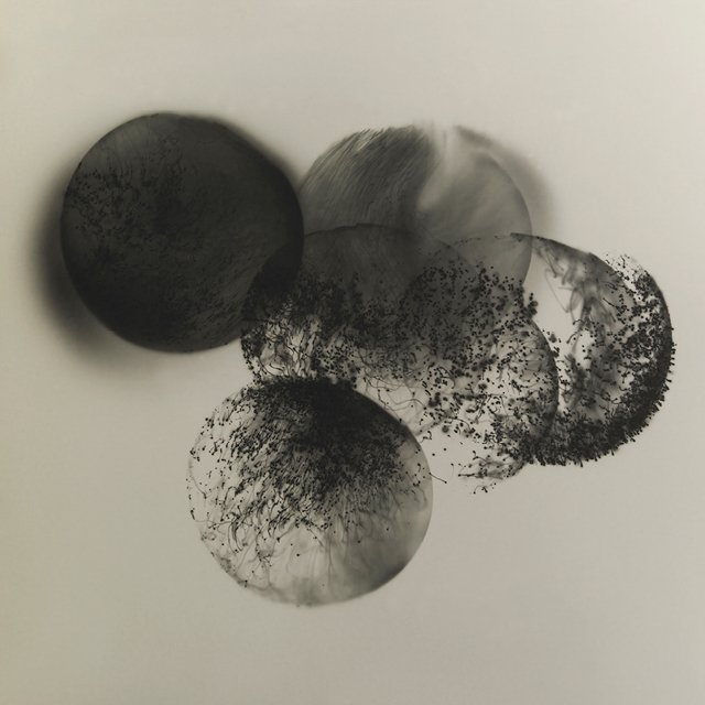 course-image_advanced-photograms-january-2023-9.jpg