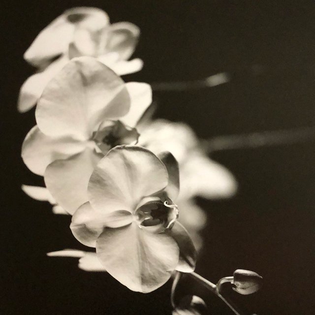 course-image_still-life-on-film-june-2023-8.jpg