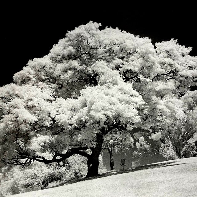 course-image_infrared-on-film-june-2023-2.jpg