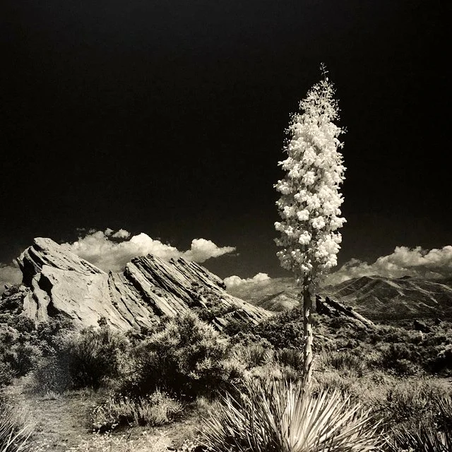 course-image_infrared-on-film-june-2023-3.jpg