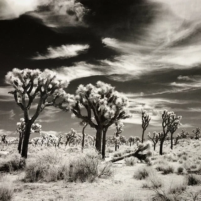 course-image_infrared-on-film-june-2023-4.jpg