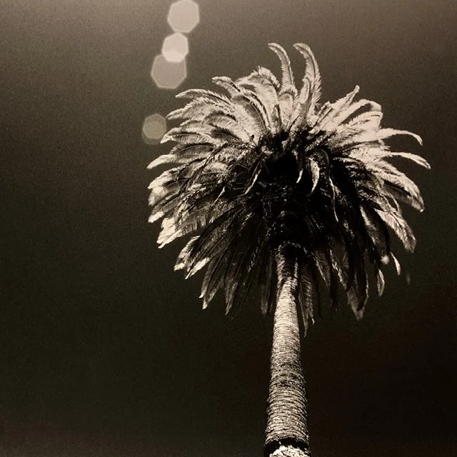 course-image_infrared-on-film-june-2023-6.jpg