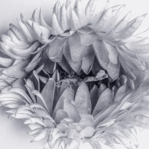 Flower+copy+2+2.jpg