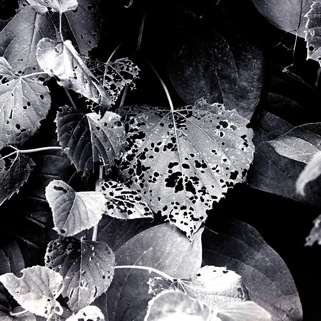 course-image_film-forever-july-2024_3.jpg