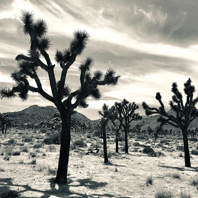 Black &amp; White Mural Printing / Weekend Workshop / January 31 + February 1, 2026