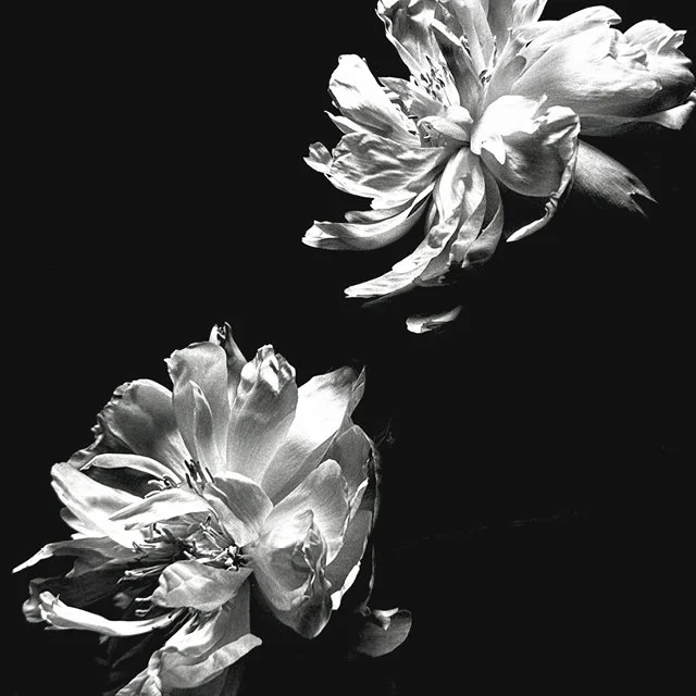 course-image_still-life-of-film_10-2026_4.jpg