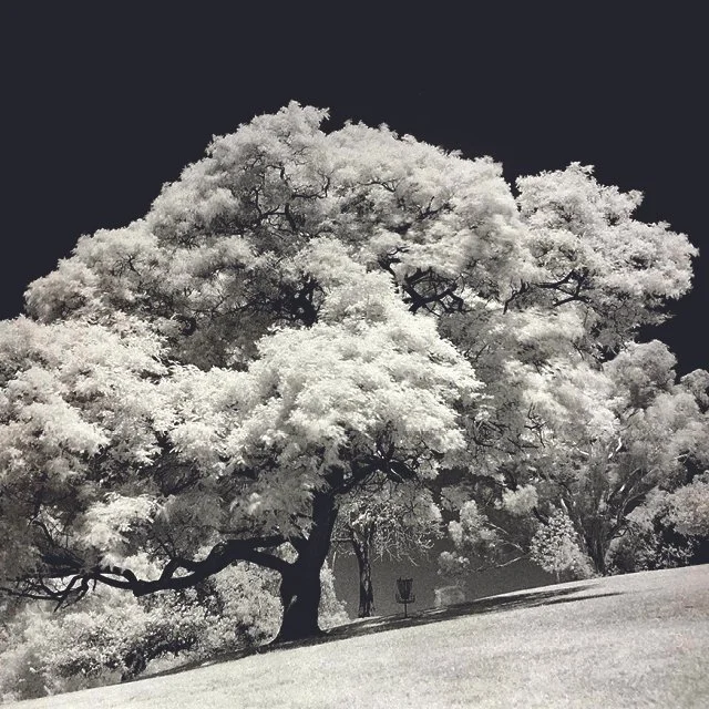 course-image_bw-infrared-july-2025_7.jpg