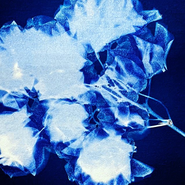 Cyanotypes Evolved / April