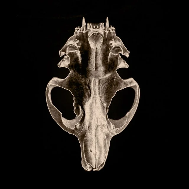 course-image_darkroom-special-effects_ww_10-24-25-2026_8.jpg