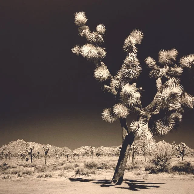 course-image_bw-infrared-july-2025_11.jpg
