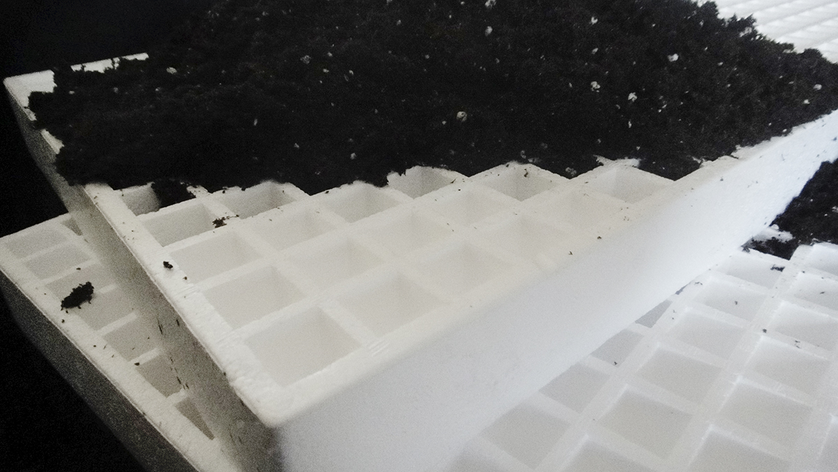 tray_Sf_2.jpg