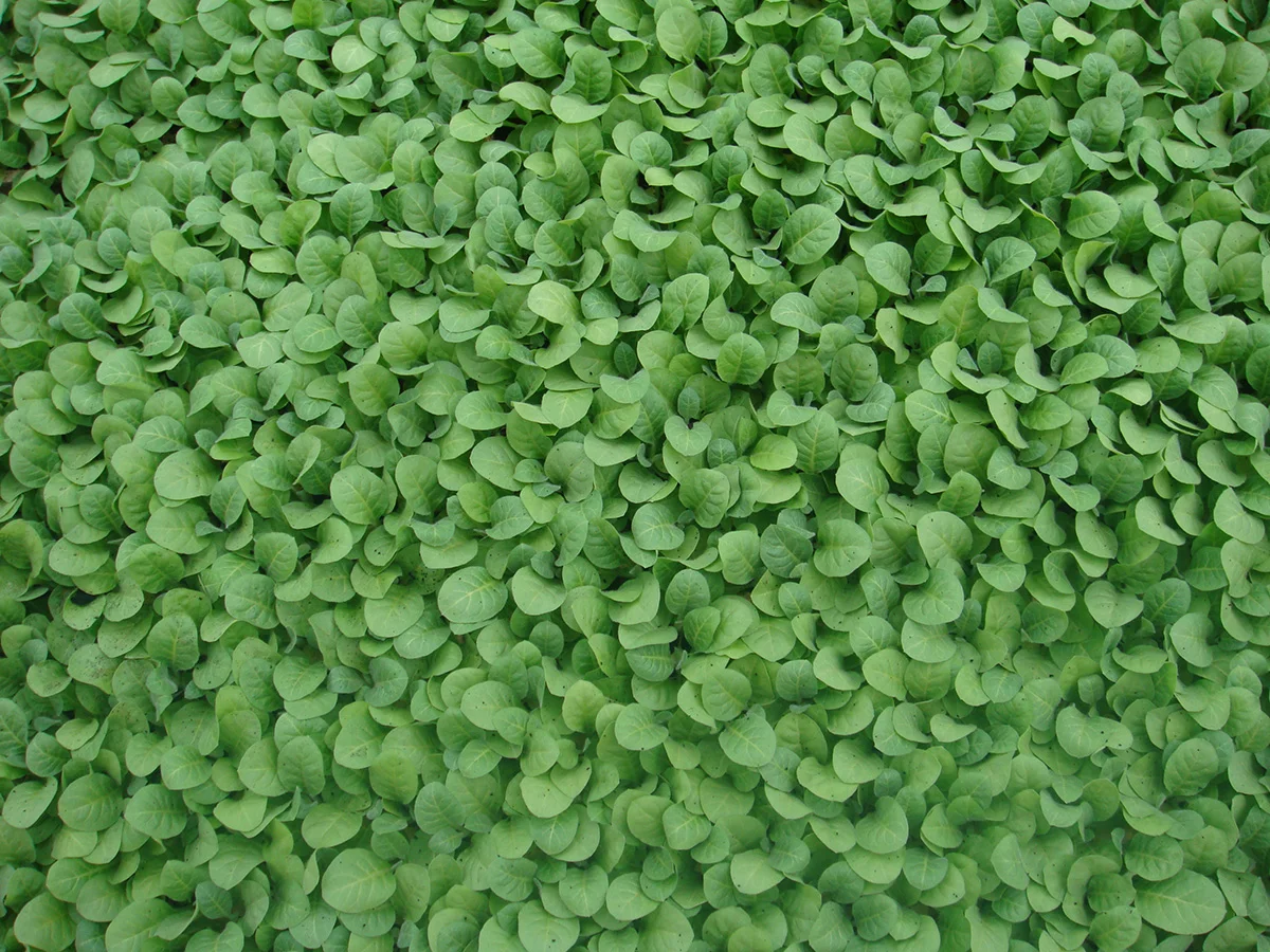 Costal AgroBusiness Presents