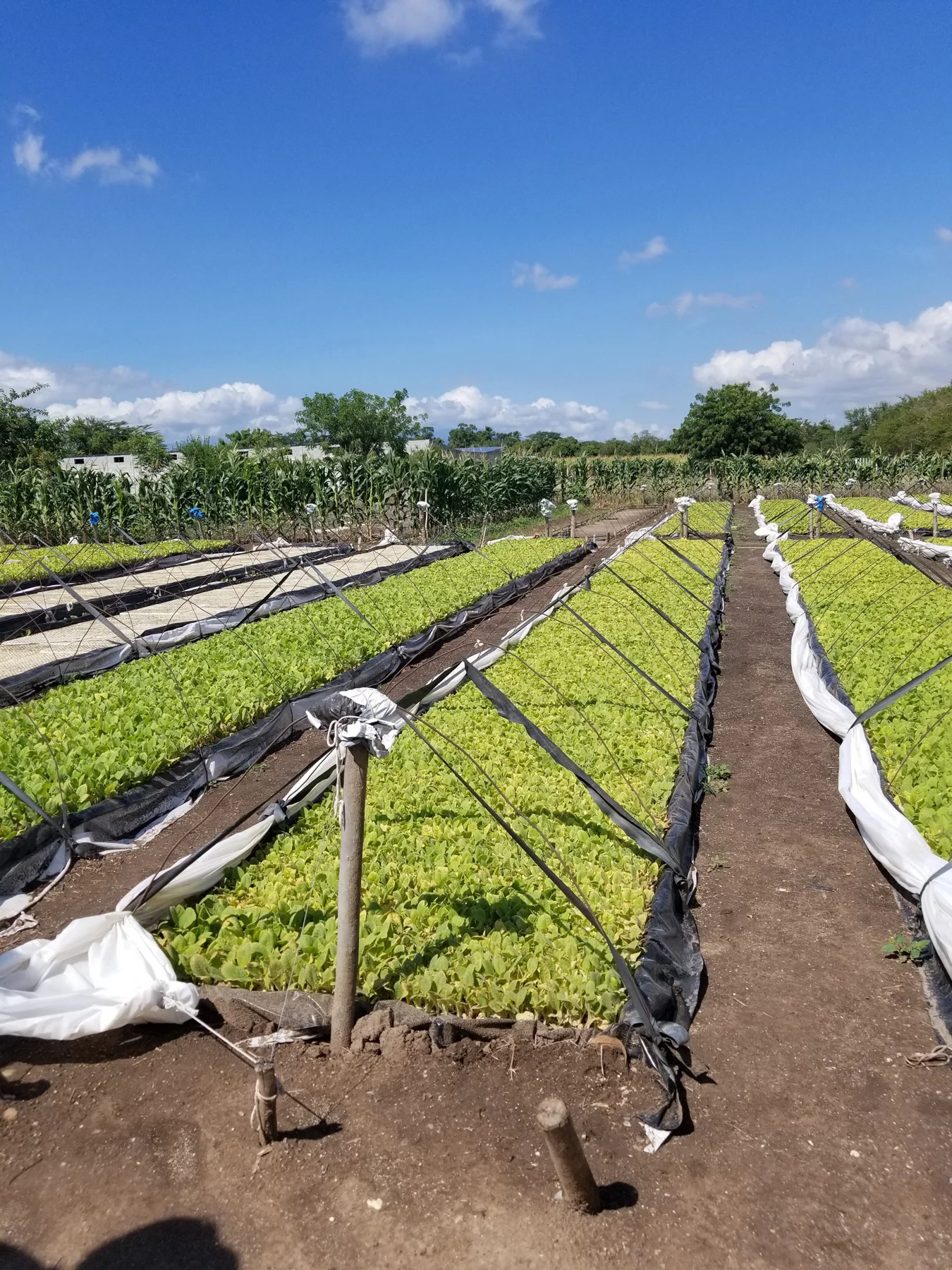 20180830_093505wb.jpg