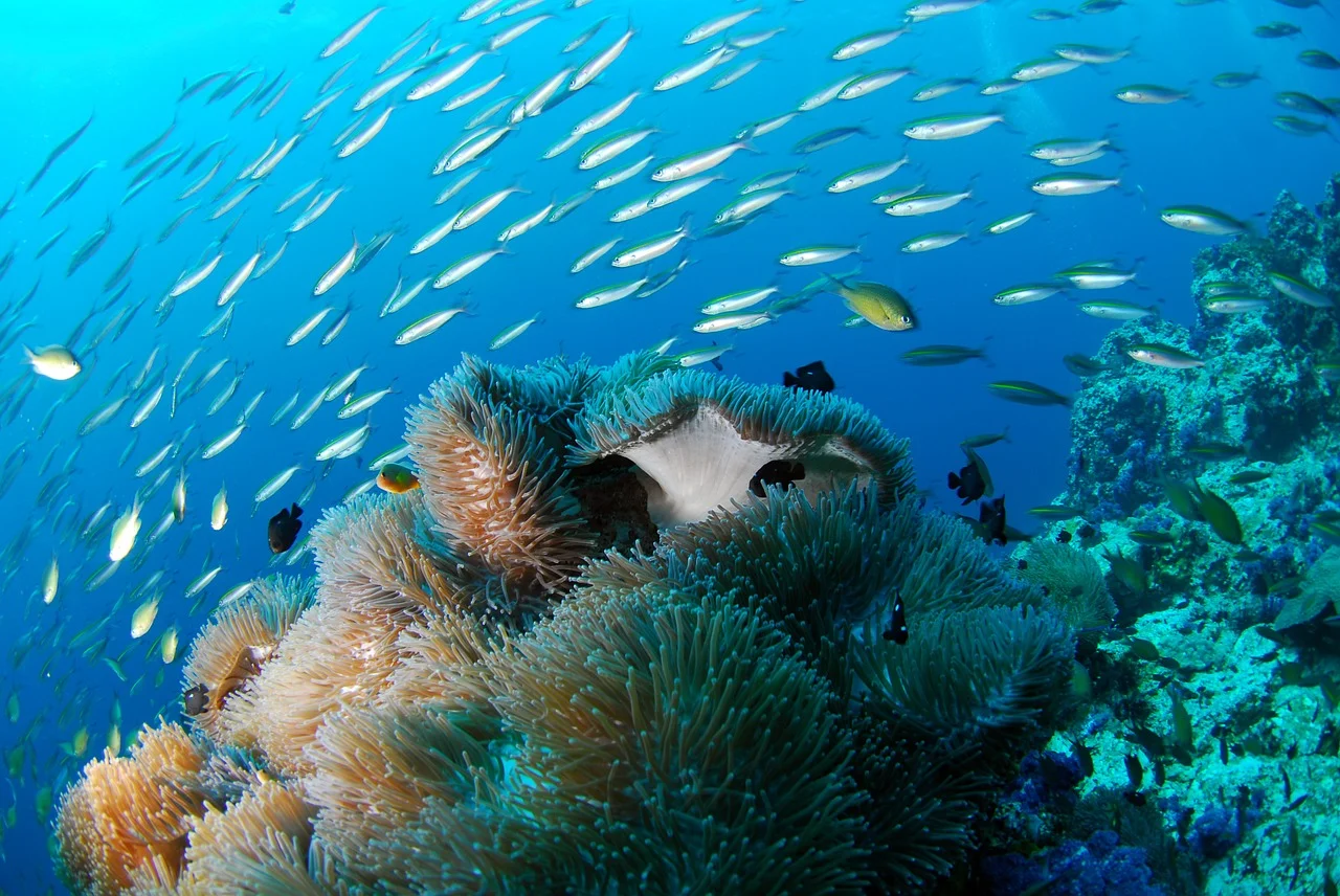 diving-689825_1280.jpg