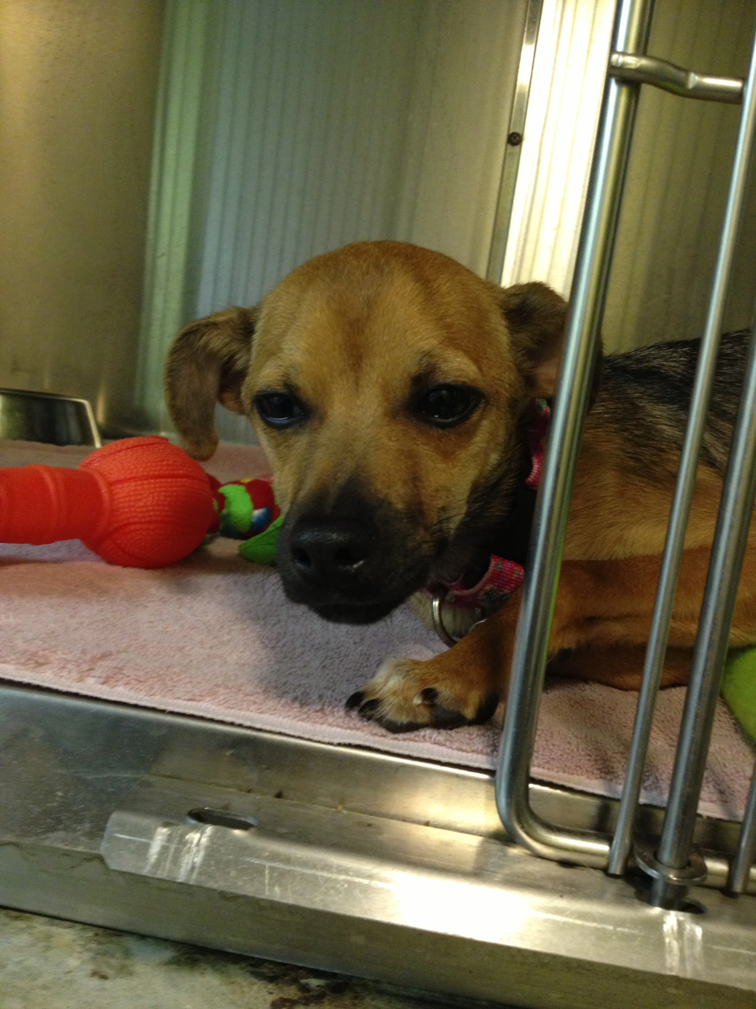 Another dog from the Humane Society. Her kennel sat on top of the larger-dog kennel. I don't recall her name. I just remembered she trembled a lot.
