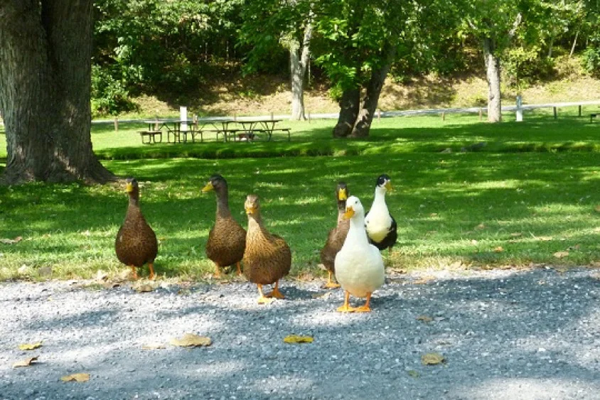 Friendly wildlife