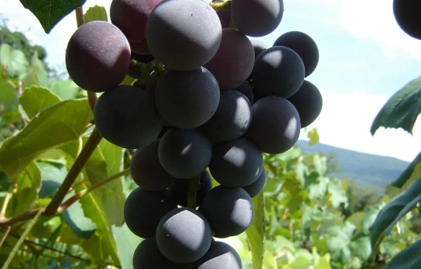 Wenger Grape Farms - 4094 Stuarts Draft Hwy, Waynesboro