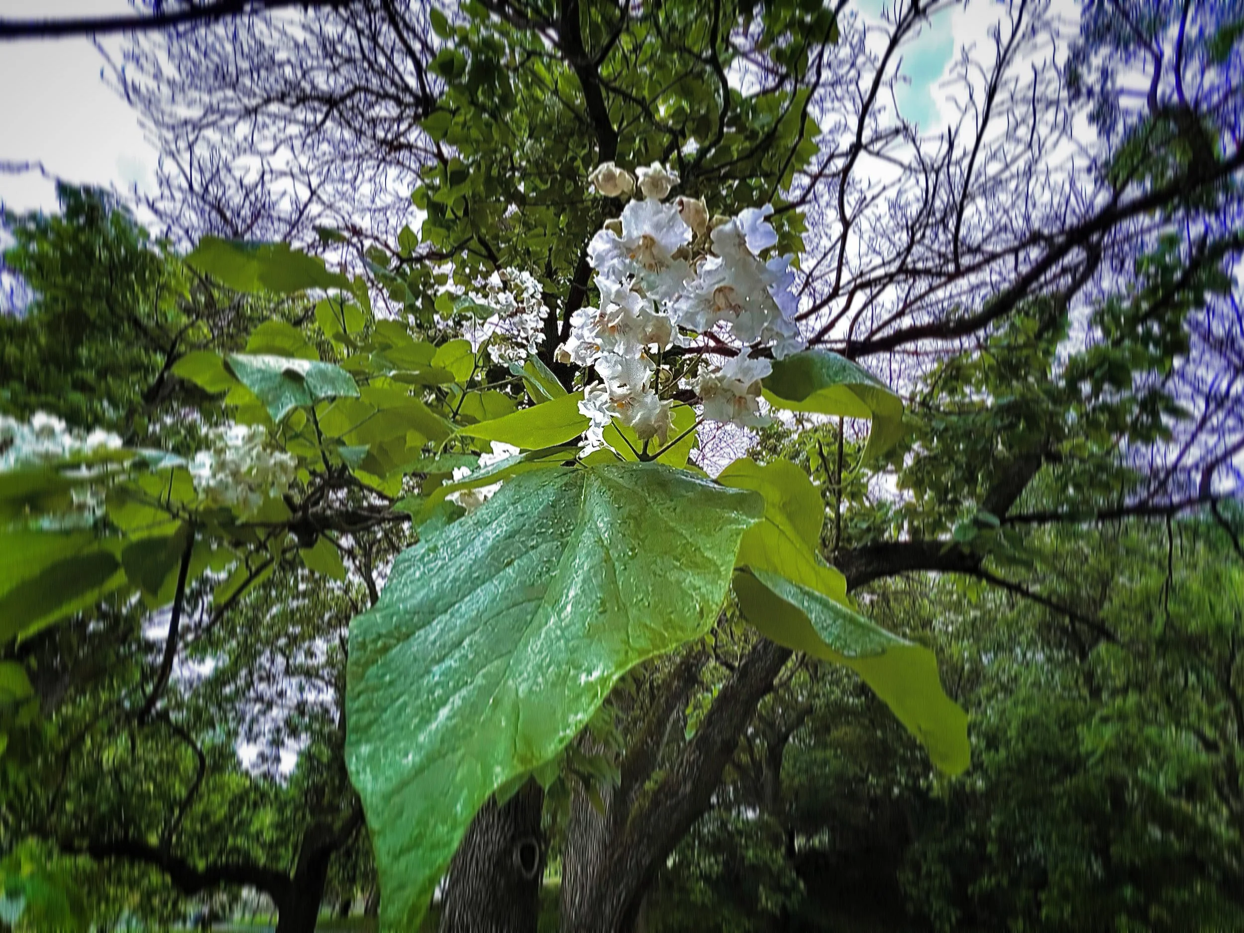 Flowering tree.JPG