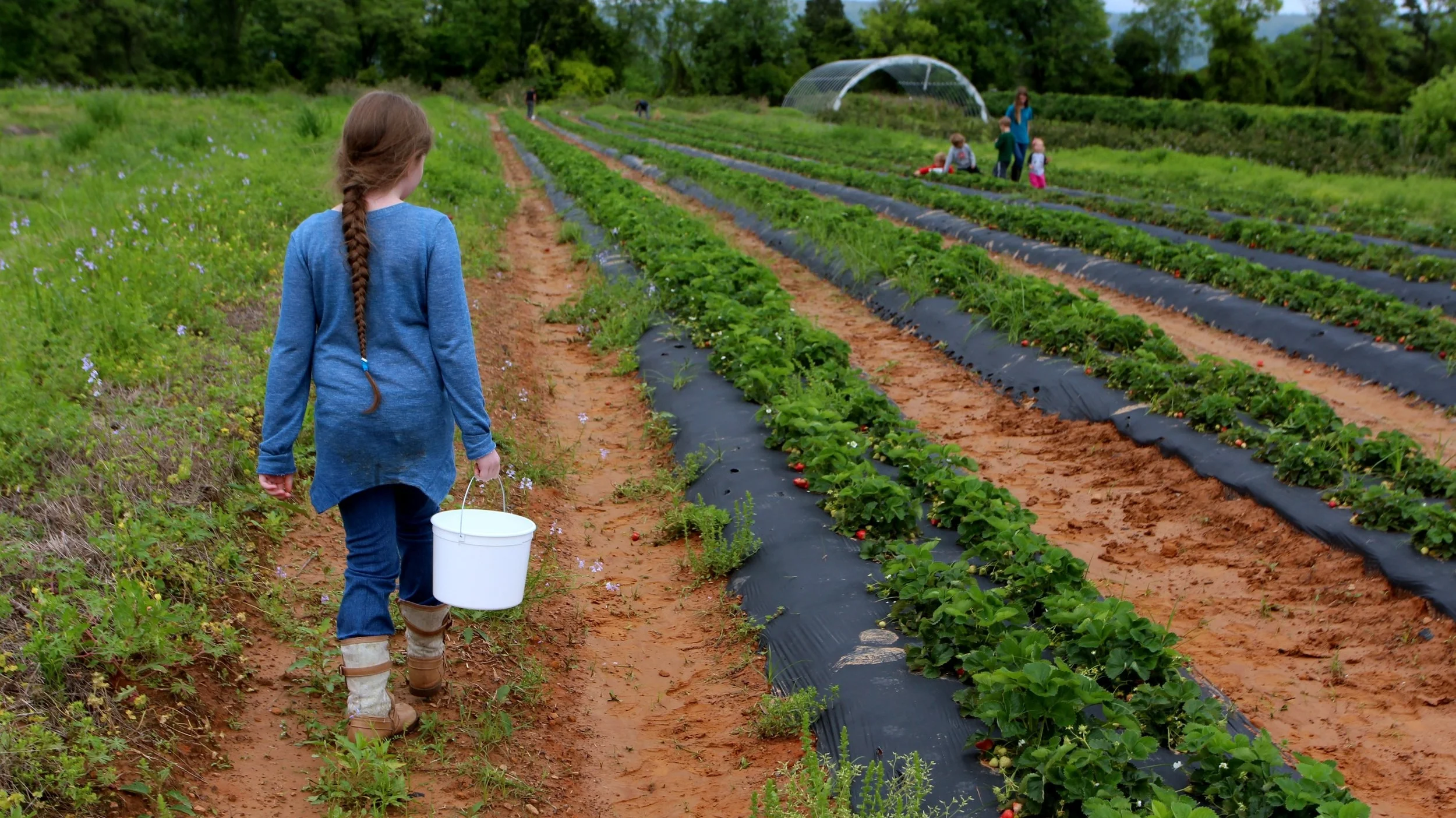 Hunter Robinson, author Kat Robinson’s daughter, roams the rows at Cox Berry Farm looking for ripe strawberries.