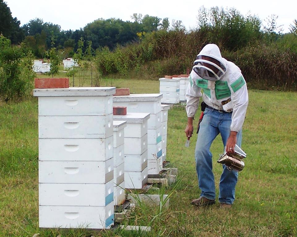 Backyard Beekeeping Arkansas Food Farm