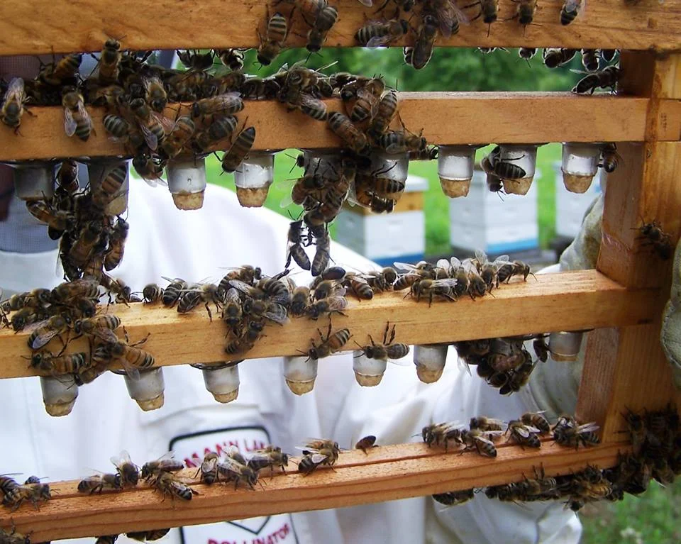Richard shows off an apparatus designed to propagate new queens for hives.