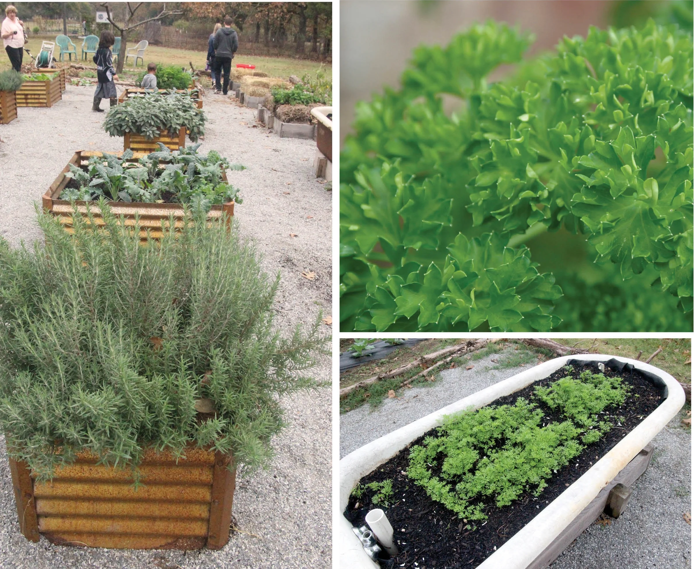 Clockwise from left: Let your herb garden reflect your personality and your needs, said herb specialist Debbie Tripp. This container is part of the herb garden at the St. Joseph Center in North Little Rock. The rosemary, pictured in the foreground, thrives in Central Arkansas and is winter hardy. Fresh parsley is a tasty addition to pasta and is easily dried for winter use. It grows well in Arkansas in pots or in the ground. Even an old bathtub with proper drainage makes an interesting and fun herb container. It’s also part of the St. Joseph Center’s garden.