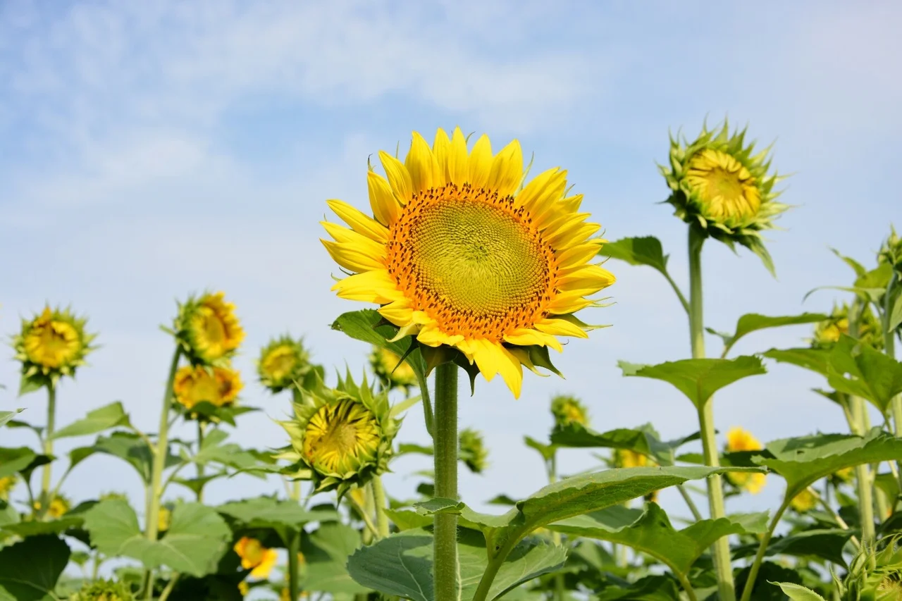 James Wayne grows NuSun sunflowers, a variety that has a good balance of fats and produces a quality oil.