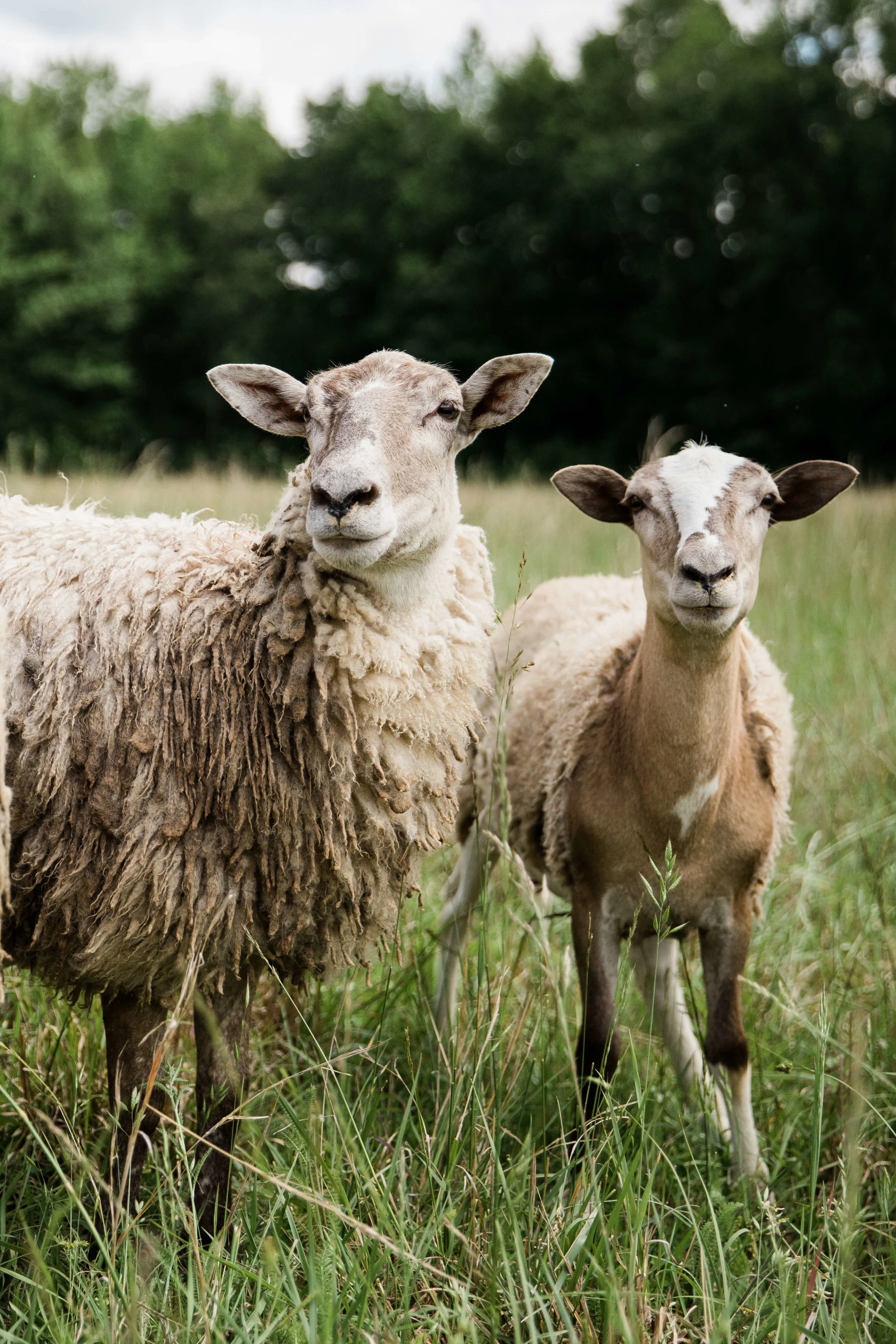 sheep027.jpeg
