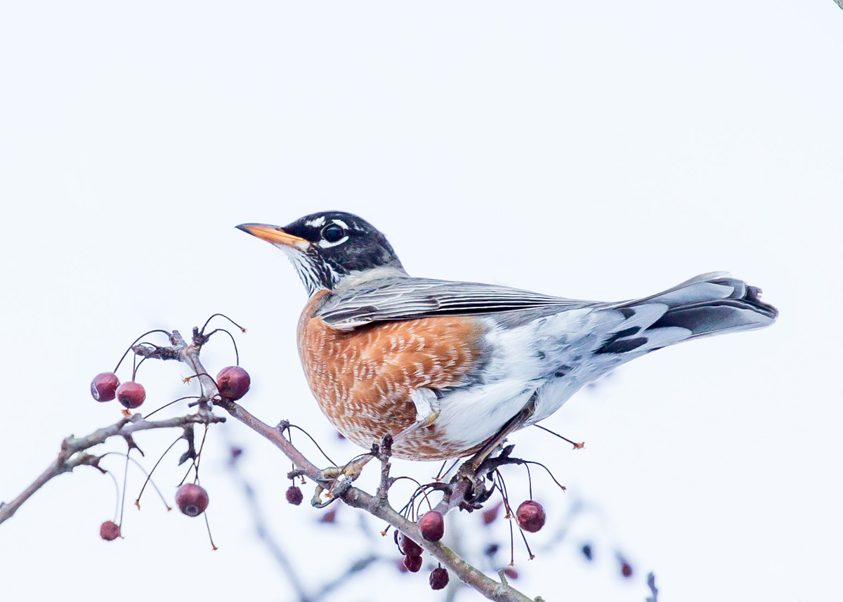 snow robin tree berries178.jpg
